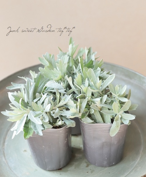 ����ƥߥ������إۥ磻�ȥץ졼�꡼�١��إץ졼�꡼���쥯�ȡ�