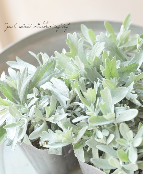 ����ƥߥ������إۥ磻�ȥץ졼�꡼�١��إץ졼�꡼���쥯�ȡ�