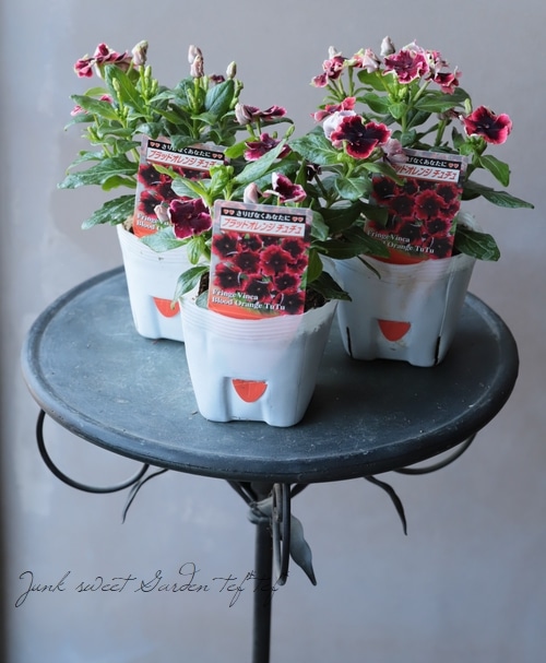 北島園芸オリジナル】 ニチニチソウ 『ブラッドオレンジチュチュ