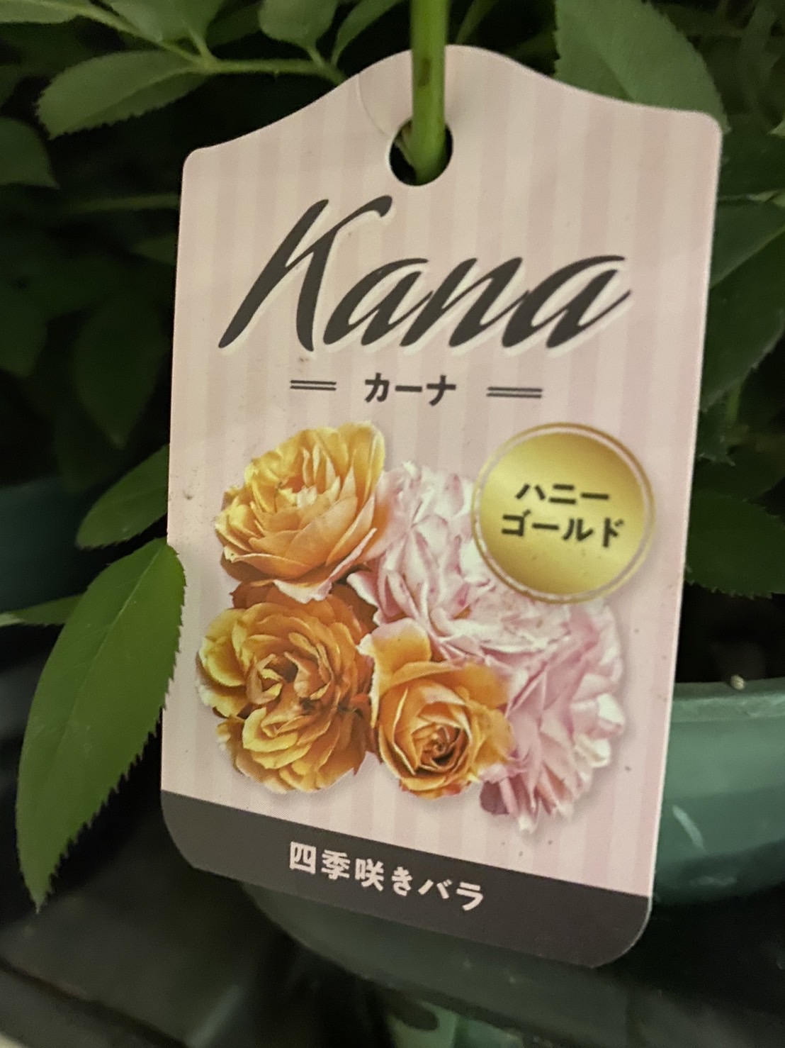 �ߥ˥Х顡�إ����ǥ��󥰥�����ɡ� �إ����ʥϥˡ�������ɡ�