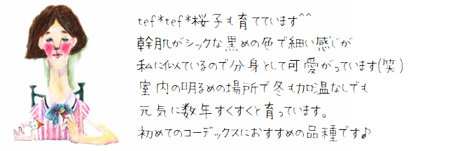 ������ʪ���إե���ߥ��ʡ������顼���١�CAUDEX��No.E