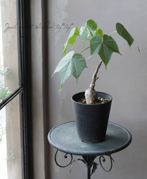 【極美/大株/塊根植物】フィルミアナ コロラータ 鉢植え 楽天市場】＼ポイント5倍／【選べる現品発送】塊根植物 フィルミアナ