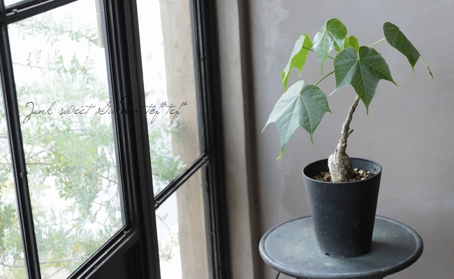 塊根植物 『フィルミアナ・コロラータ』 CAUDEX No.E | すべての商品