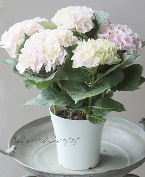 ���۲֡����֥��ȥ��꡼�����إ��쥬��ȥ������� 