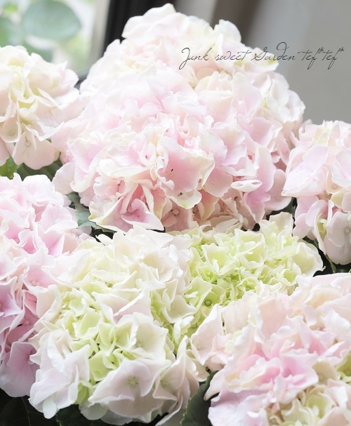 ���۲֡����֥��ȥ��꡼�����إ��쥬��ȥ������� 