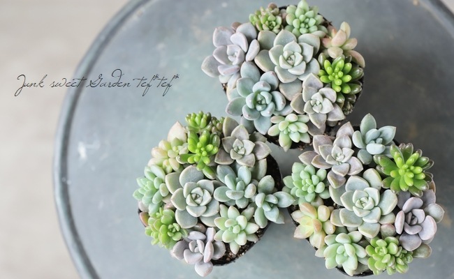 多肉植物】『Yourself！寄せ植え』【Iタイプ】 | すべての商品