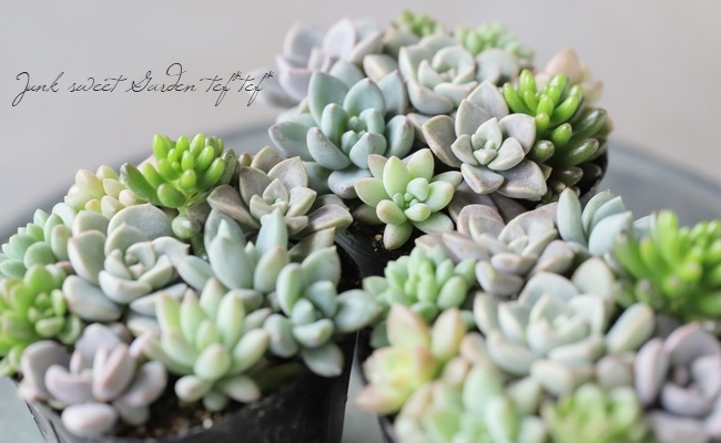 多肉植物】『Yourself！寄せ植え』【Iタイプ】 | すべての商品