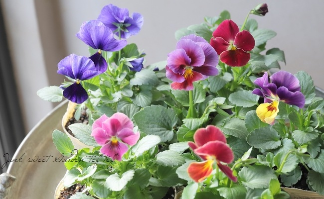 バンデルオーラ　各種 IMPUL AURA E13