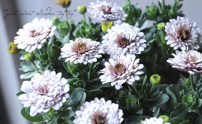 ゲブラさんの八重咲きダブル・オステオスペルマム 『サンドベージュ