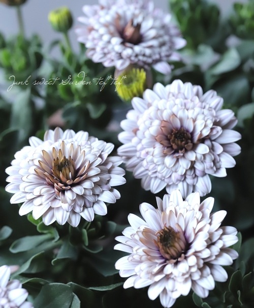 ゲブラさんの八重咲きダブル・オステオスペルマム 『サンドベージュ