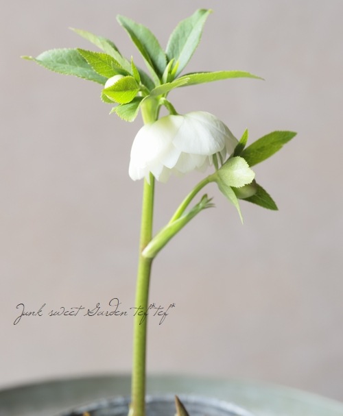 大和園】 クリスマスローズ 『ホワイトダブルカップ咲き』 2026【R