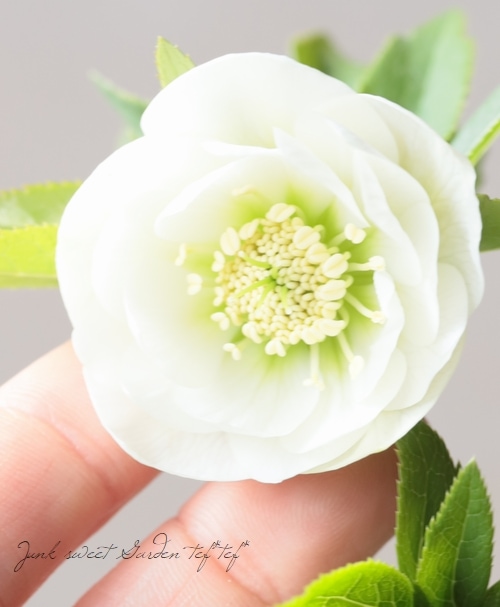 大和園】 クリスマスローズ 『ホワイトダブルカップ咲き』 2026【R