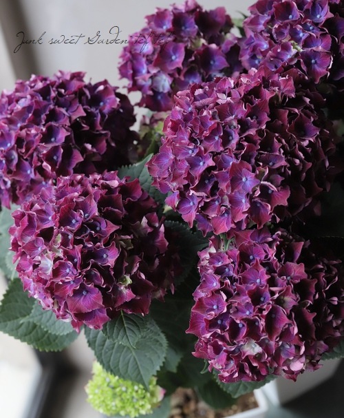 華やかな覆輪紫陽花 色変わりする紫陽花♡マジカル♡グリーンファイヤー♡パープル♡秋色に