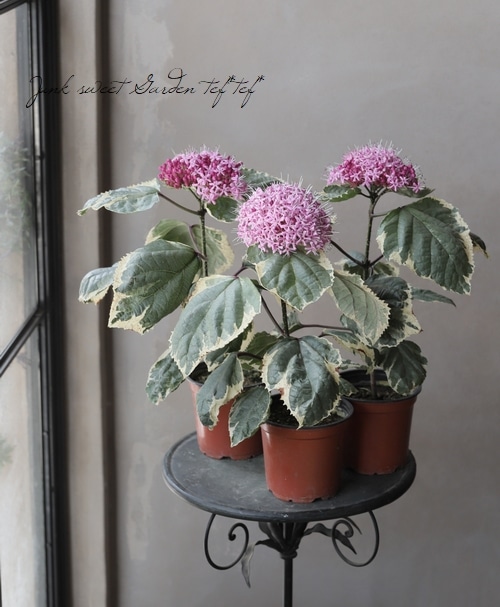 斑入りクレロデンドルム 『ピンクダイヤモンド』 | すべての商品