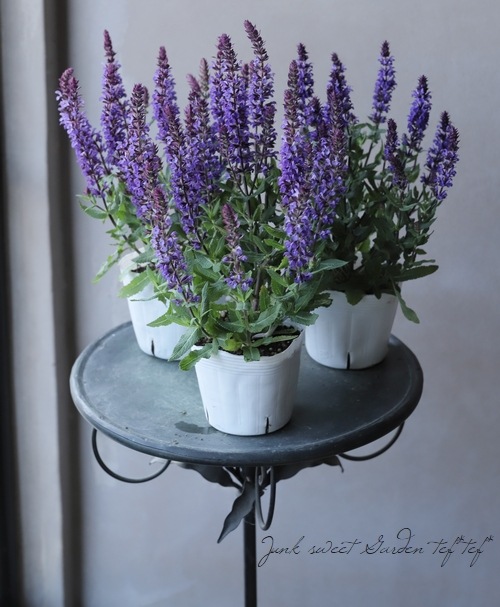 サルビア ネモローサ ニューディメンション ブルー すべての商品 Junk Sweet Garden Tef Tef