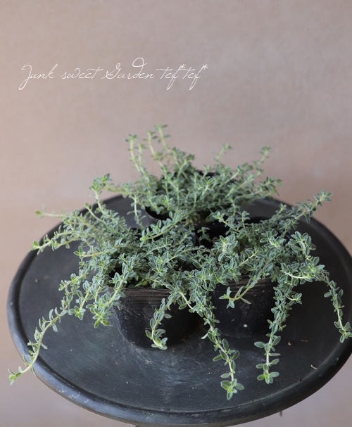 S様専用 28苗 | すべての商品 | | Junk sweet Garden tef*tef*