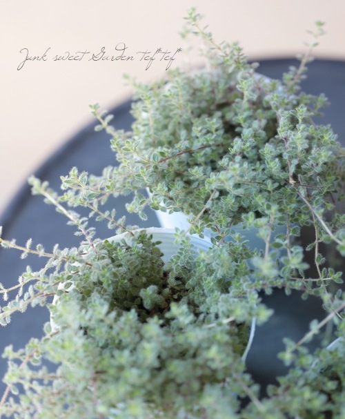 S様専用 28苗 | すべての商品 | | Junk sweet Garden tef*tef*