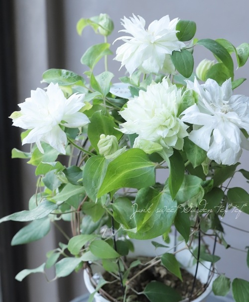 クレマチス 『雪おこし』 | すべての商品 | | Junk sweet Garden tef*tef*