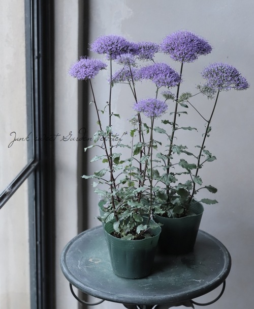 ユウギリソウ 夕霧草 バイオレット すべての商品 Junk Sweet Garden Tef Tef