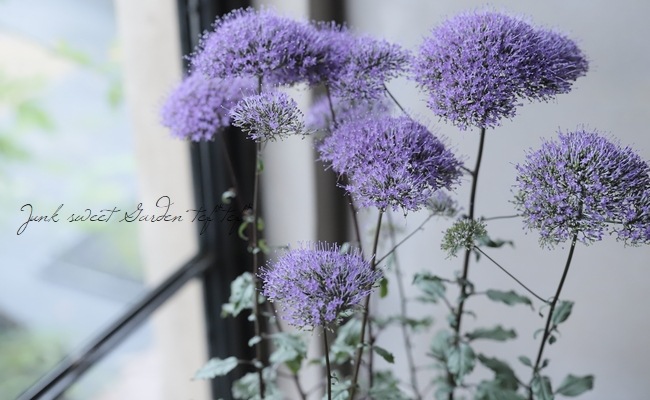 ユウギリソウ 夕霧草 バイオレット すべての商品 Junk Sweet Garden Tef Tef