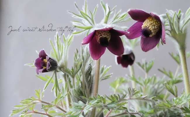 オキナグサ ワイン すべての商品 Junk Sweet Garden Tef Tef