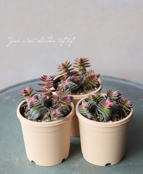 多肉植物】 『暁の峰』 クラッスラ属 いとうぐりーん | すべての商品