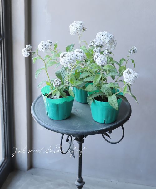 ヘリオトロープ スイートバニラシリーズ ホワイト すべての商品 Junk Sweet Garden Tef Tef