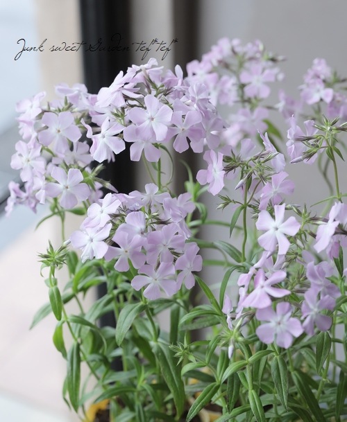 �ե��å������ԥ��� �إ�����ʥԥ�����