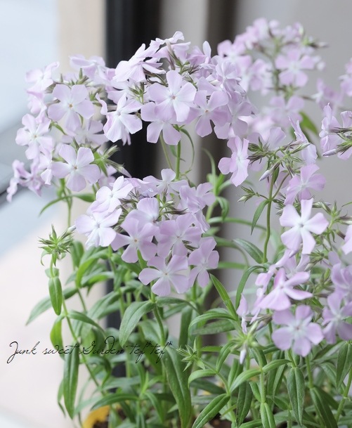 �ե��å������ԥ��� �إ�����ʥԥ�����