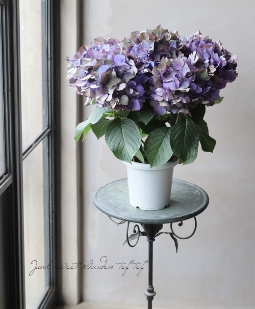 15.秋色紫陽花スワッグ bea6b8a6ecca419d00ebc4f397ca2c