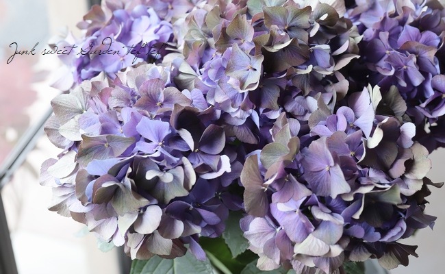 秋色紫陽花品種 『LKパープル』 特大株！ | すべての商品 | | Junk