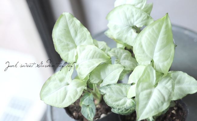 観葉植物】 斑入りシンゴニウム 『シュリンクハート』 『ミュータント