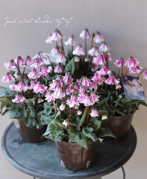 �������󡡡�ŷ�ȤΤϤ͡١�A������