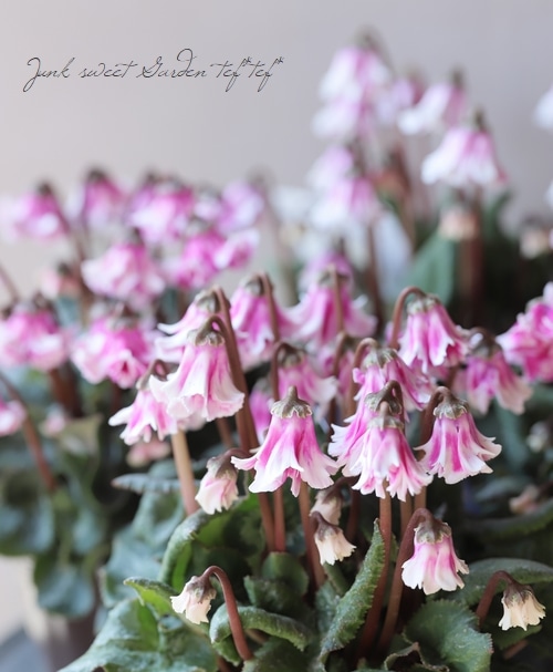 �������󡡡�ŷ�ȤΤϤ͡١�A������