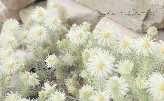 フィリカ・プベッセンス 『ワフトフェザー』 【Aタイプ】 | すべての