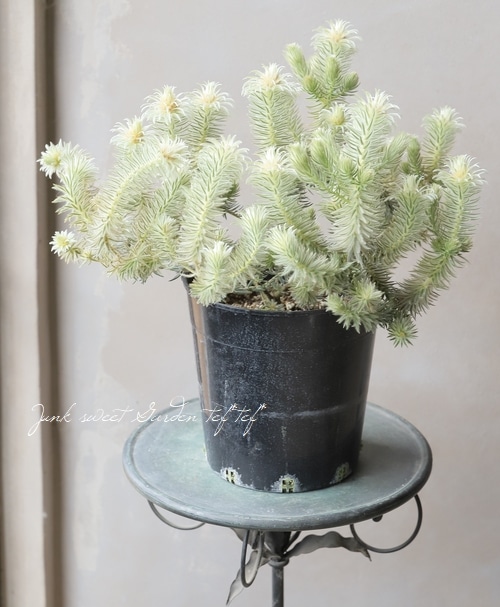 特大‼️フィリカ・プベッセンス ワフトフェザー フィリカ・プベッセンス 『ワフトフェザー』 【Aタイプ】 | すべての