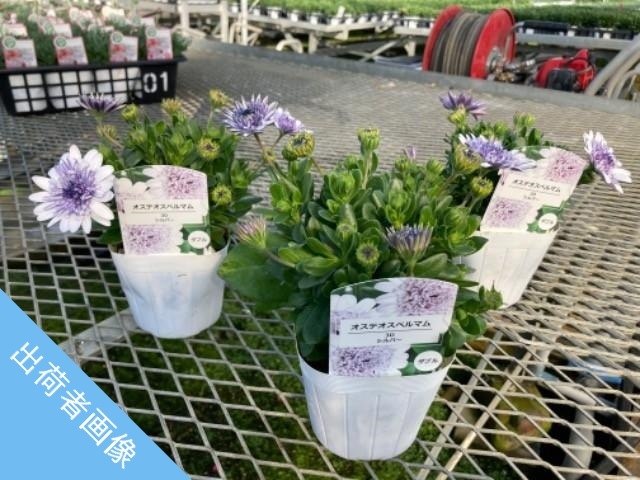 オステオトーム 八重咲きダブル・オステオスペルマム 4D 『シルバー』 | すべての商品