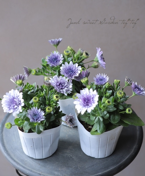 八重咲きダブル・オステオスペルマム 4D 『シルバー』 | すべての商品