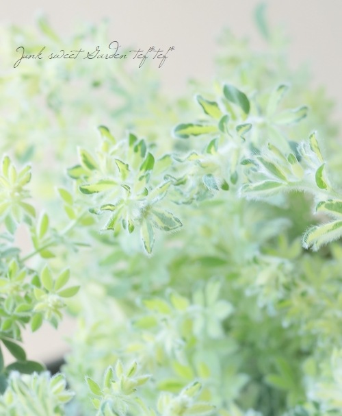 ロータス・ブリムストーン『スコール』 | すべての商品 | | Junk sweet