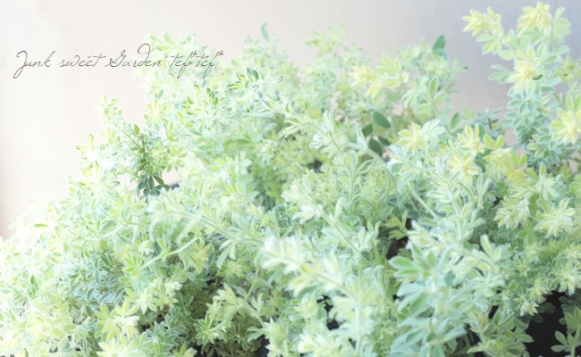 ロータス・ブリムストーン『スコール』 | すべての商品 | | Junk sweet