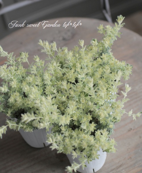 ロータス・ブリムストーン『スコール』 | すべての商品 | | Junk sweet