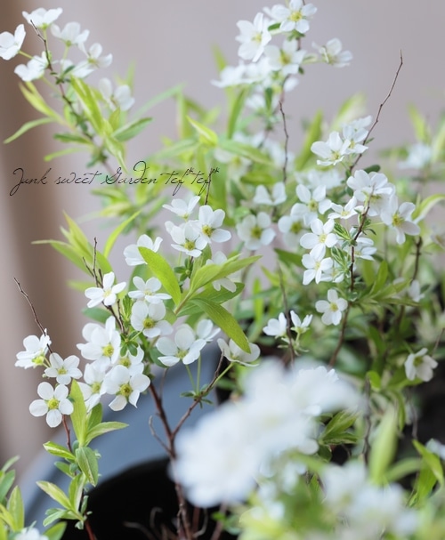 斑入りユキヤナギ すべての商品 Junk Sweet Garden Tef Tef 斑入りユキヤナギ すべての商品 Junk Sweet Garden Tef Tef