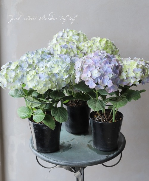 紫陽花 『スプリンググリーン』 咲き始めから秋色！ブルー | すべての