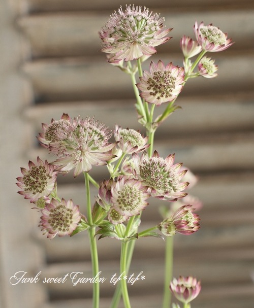 切花で有名なアストランチャ 『レッド系ミックス』 | すべての商品