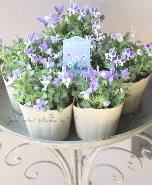 ◇コウロギノブコさん育種！ビオラ 『碧いうさぎ』 | すべての商品