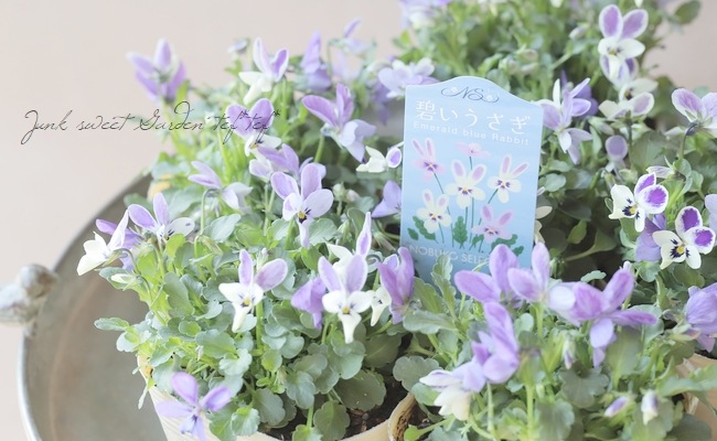 ◇コウロギノブコさん育種！ビオラ 『碧いうさぎ』 | すべての商品