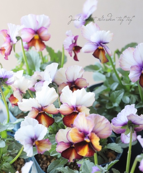 ○江原さん育種・個性派ビオラ 『ヌーヴェルヴァーグ』 【Dタイプ