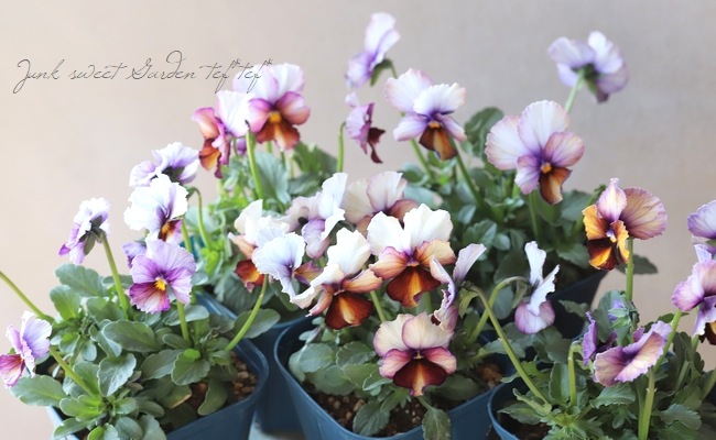 ○江原さん育種・個性派ビオラ 『ヌーヴェルヴァーグ』 【Dタイプ