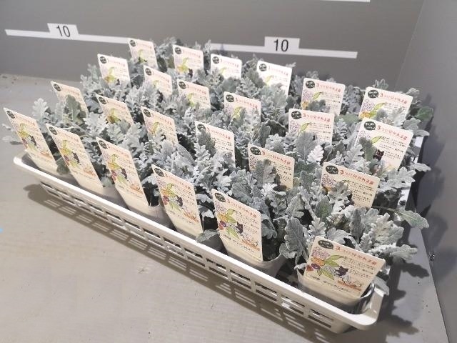 ƥߥ顼إåС ڳʬ롪