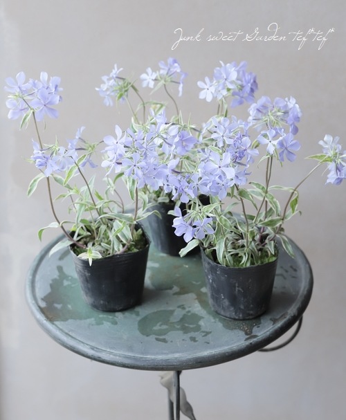 �ɺ������������ե��å������إ��ȥ������ȥꥫ�顼��